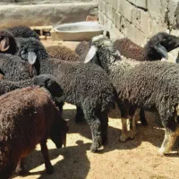 بره نر و ماده