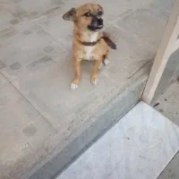 سگ میکس اشپیتز