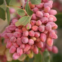 کود تضمینی پسته