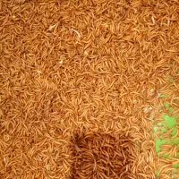 میلورم سوپر ورم زنده و خشک مولد میلورم