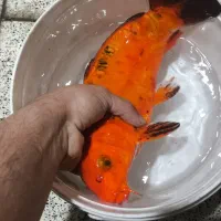 ماهی کوی جفت