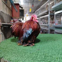 کوشین جاپنیز|حیوانات مزرعه|اصفهان, سروستان|دیوار