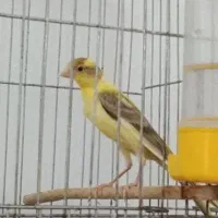 قناری رسمی بلند گرید A+++