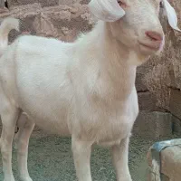 کهره نر سانون اصل درجه یک|حیوانات مزرعه|سیرجان, |دیوار