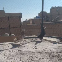 کفتر|پرنده|نسیمشهر, |دیوار