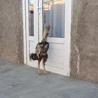 جوجه لاری|حیوانات مزرعه|سجاس رود, |دیوار
