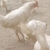 جوجه محلی