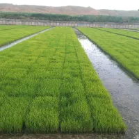 فروش برنج و چلتوک بصورت عمده وجزئی