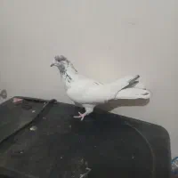 کفتر پرستی|پرنده|برخوار, |دیوار