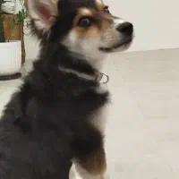 سگ (هاسکی میکس)|سگ|بوشهر, |دیوار