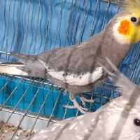 یک جفت عروس هلندی