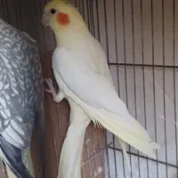 جفت عروس هلندی مولد با کیفیت|پرنده|اردبیل, |دیوار