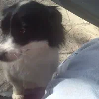 واگذاری سگ آپارتمانی