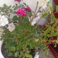 سرکارگرم کارکشاورزی روانجام میدم هرکارکه باشه