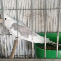 عروس پرنده