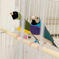 فنچ گلدین آبی نر و ماده با تخم..فنچ بلک بادی باتخم