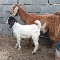 س یک عدد بز دو دندان با بزغاله نر ۱۸۵۰۰ ق مقت گ