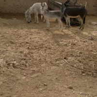 الاغ ماده و نر|حیوانات مزرعه|آبگرم, |دیوار