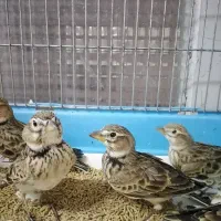 سره|پرنده|رشت, رودباری|دیوار