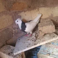 کبوتر طوقی|پرنده|پیر بکران, |دیوار