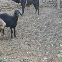 سگ سراب|سگ|چورزق, |دیوار