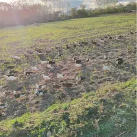 اردک زنده سرحال باقیمت عالی توافقی|حیوانات مزرعه|رشت, فخب|دیوار