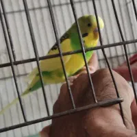 مرغ عشق نر درشت فوق دستی و سخنگو مست دیوونه|پرنده|اهواز, لشکرآباد|دیوار