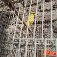 جفت قناری معاوضه با عروس هلندی روی جوجه