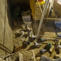 کبوتر|پرنده|سنقر, |دیوار