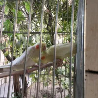 عروس هلندی مولد ‌مرغ عشق مولد برزیلی گلدین