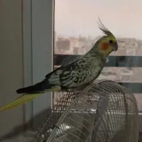 عروس هلندی نر مفت