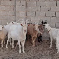 بز سانن و میش رومن|حیوانات مزرعه|اراک, |دیوار