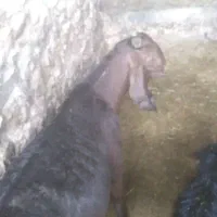 فروش بز سه قلو زا