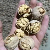 گردو پوست کاغذی