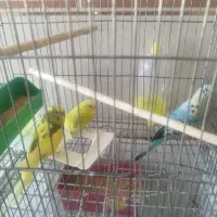 فروش چند پرنده توافقی عروس هلندی یه جفت مرغ عشق|پرنده|خبر, |دیوار