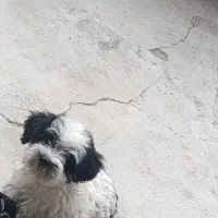 شیتزو|سگ|مبارکه, |دیوار