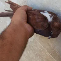 کفتر گرفتم ماله هر کیه پیام بده