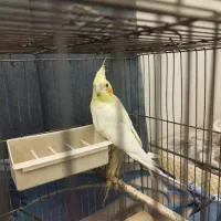 جوجه عروس هلندی|پرنده|اندیشه, اندیشه فاز ۱|دیوار