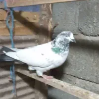 کبوتر گرفته شده|حیوانات|رشت, لاکان|دیوار