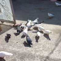 کبوتر درجه  ۱دونه ی ۳۰۰فیلم میزارم