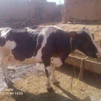 گاو برای قصابی