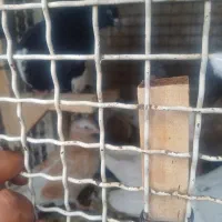 کفتر بهبهانی|پرنده|شیراز, شریفآباد|دیوار