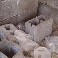 فروش یک مرغ کرک در شبانکاره