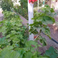 دنبال-خونه-مجردی-یاهمخونه