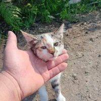 واگذار گربه برای خانواده