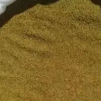 فروش بذر یونجه