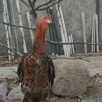 خروس لاری|حیوانات مزرعه|مشگین شهر, |دیوار