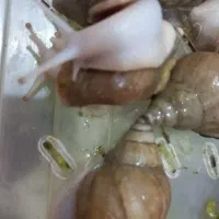 ۵۰ عدد حلزون مولد