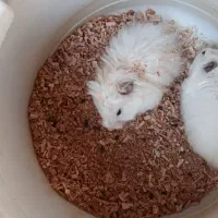 سه عدد همستر بالغ دو عدد ماده یک عدد نر|موش و خرگوش|مشهد, چهارچشمه|دیوار