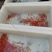 ماهی قرمز|ماهی|فردوس (خراسان), |دیوار